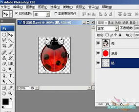 用Photoshop和Flash制作瓢虫变色交互动画 数码创作第七课